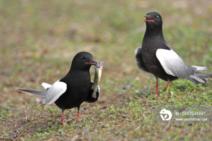 Pair of White-winged Black Tern birds on grassy wetlands during a spring nesting period