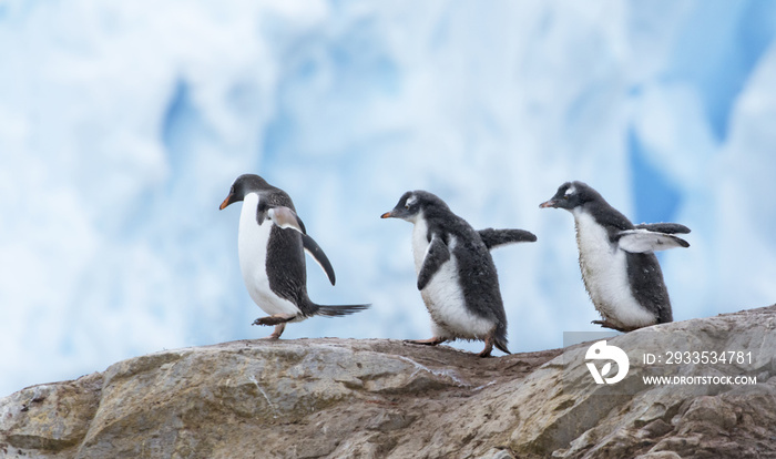 Gentoo Penguins Walking