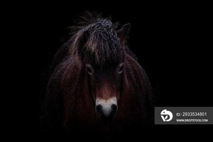 A very nice portrait of an exmoor pony made in the low-key style