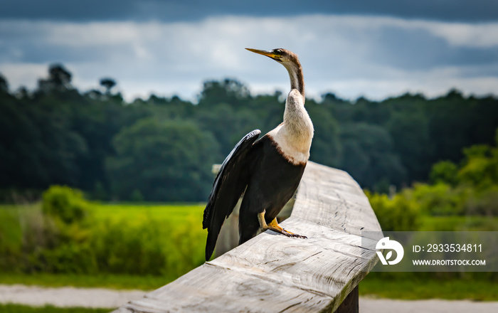 Anhinga sunning on rail at wetlands in Gainesville Florida.