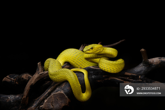 Yellow snake on a branch