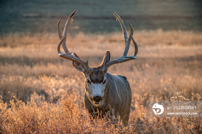 Mule deer buck in rut in autumn