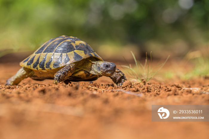 Hermann’s Tortoise Testudo hermanni in Paklenica Croatia