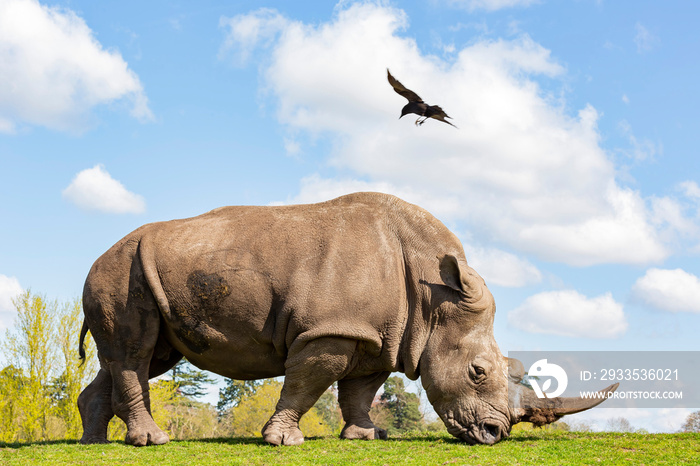 Close up shot of the Indian Rhinoceros in the beautiful West Midland Safari Park