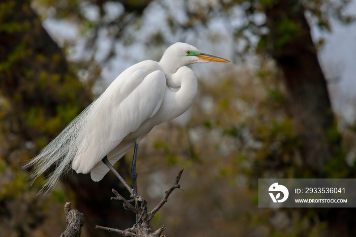 Great Egret (Ardea alba) in Breeding Plumage, Florida, USA