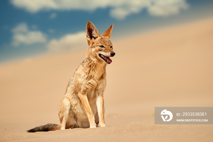 Isolated african canid, Black Backed Jackal, Canis Mesomelas, hunting on the sand dune against blue sky . Low angle, african wildlife photography theme, traveling Dorob national park, Namibia.