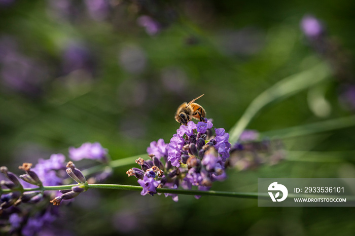 Macro of bee on Lavender.