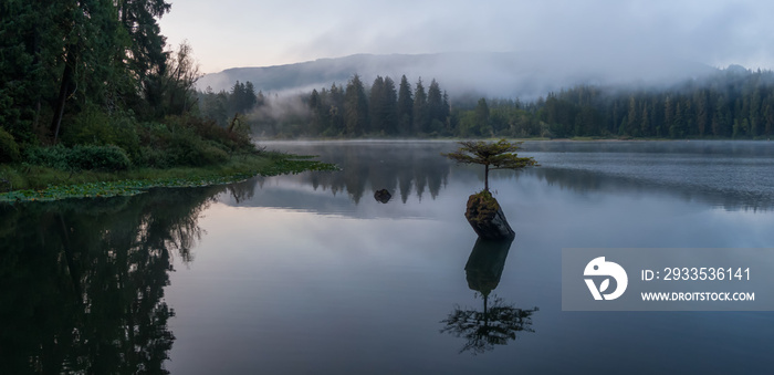 Panoramic View of an Iconic Bonsai Tree at the Fairy Lake during a misty summer sunrise. Taken near Port Renfrew, Vancouver Island, British Columbia, Canada.