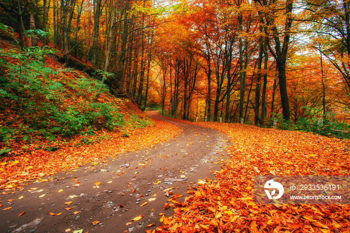 autumn alley. Beauty world. Carpathians Ukraine Europe