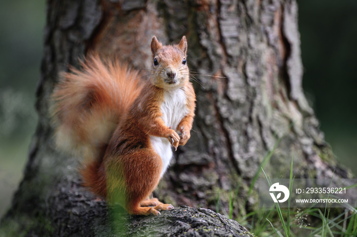 Little rusty squirrel runs and jumps around the park looking for nuts.