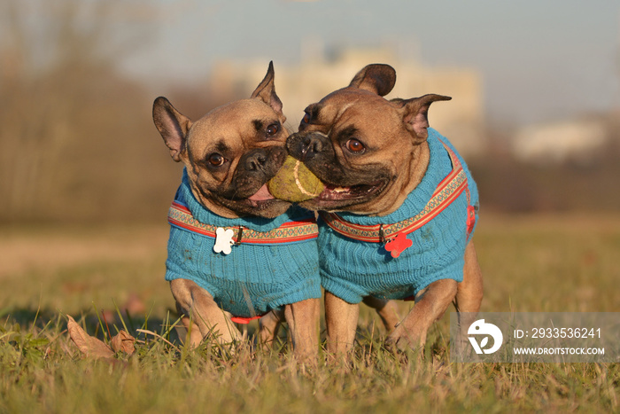 Pair of French Bulldog dogs wearing matching blue sweaters running towards camera while holding ball toy together in mouth