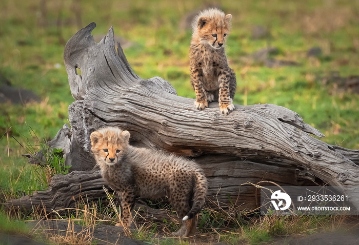 cheetah cubs playing in serengeti