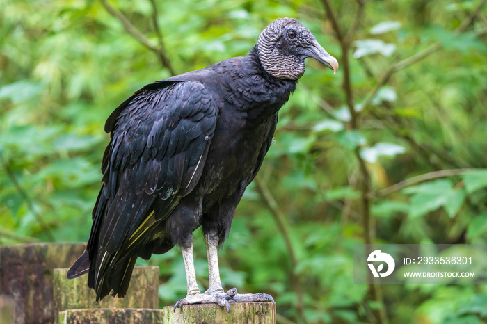 American black vulture (Coragyps atratus) - Homosassa, Florida, USA