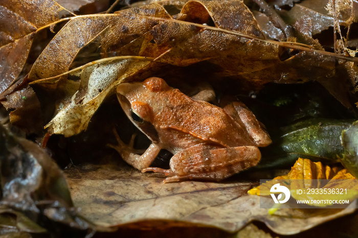 The wood frog, Lithobates sylvaticus or Rana sylvatica. Adult wood frogs are usually brown, tan, or rust-colored, and usually have a dark eye mask