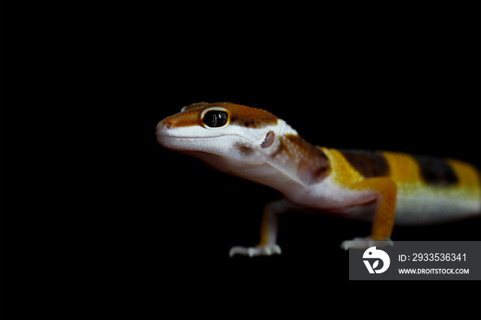 gecko lizard on black background, eublepharis macularius