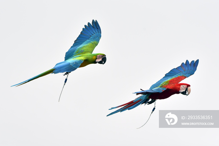 Scarlet macaw birds flying in the sky