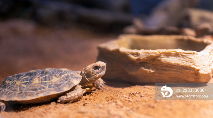 Pancake tortoise, Malacochersus tornieri