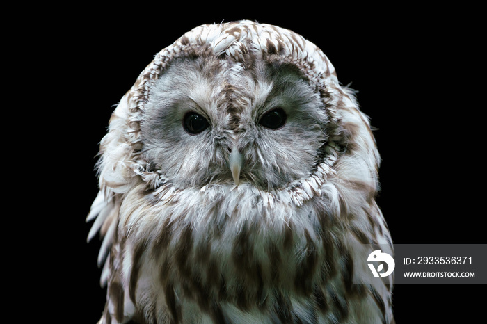 Ural owl (Strix uralensis). Nocturnal owl on black background