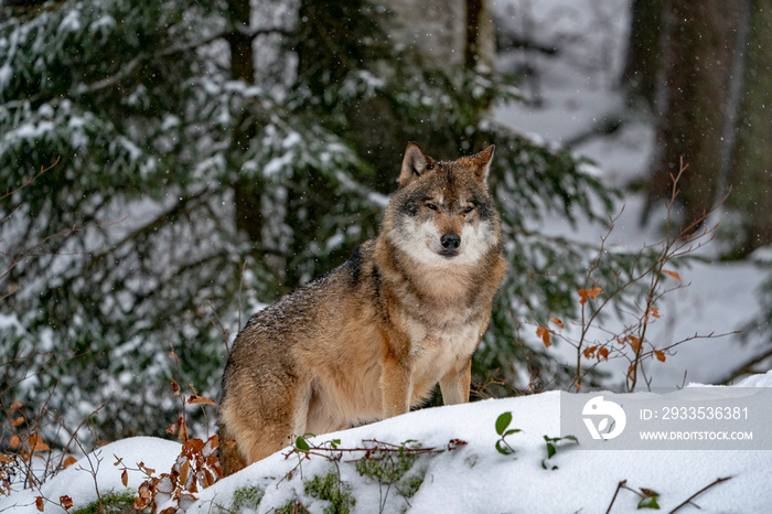 grey wolf in the snow