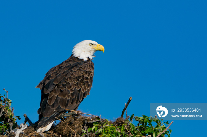 Adult Bad eagle in green nest