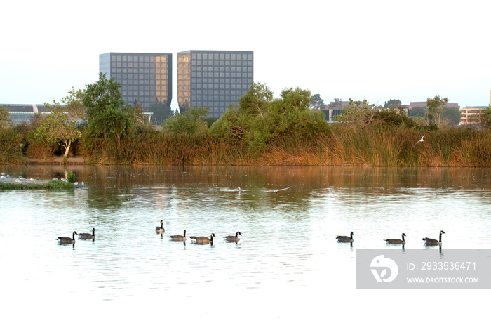 Canadian geese wading peacefully in the sunrise light in front of two similar buildings in Irvine, California