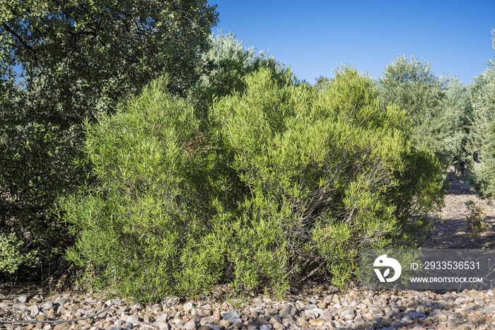 Foliage of Phillyrea angustifolia. It is a species in the family Oleaceae native to the Mediterranean region. Photo taken in Ciudad Real Province, Spain.