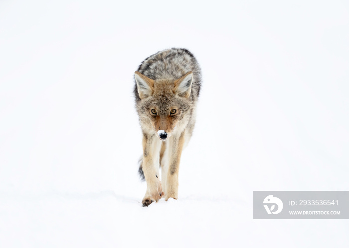 Coyote in Winter - Yellowstone National Park