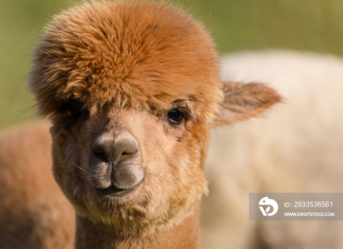 cute alpaca face closeup