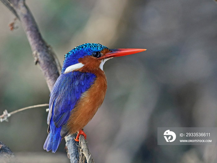 Malachite kingfisher (Corythornis cristatus)