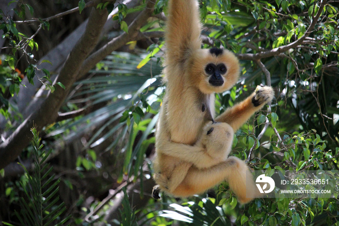 Monkey mother with her young hanging from a branch. They are of the species yellow-cheeked gibbon (Nomascus gabriellae)