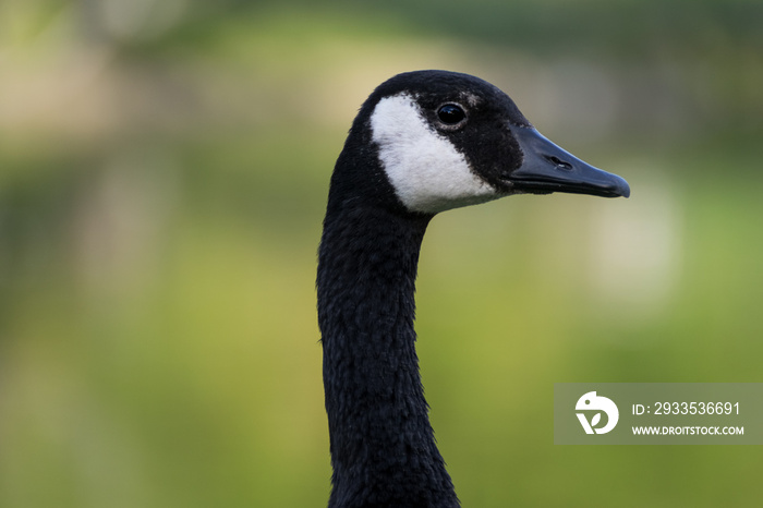 Canadian goose close up