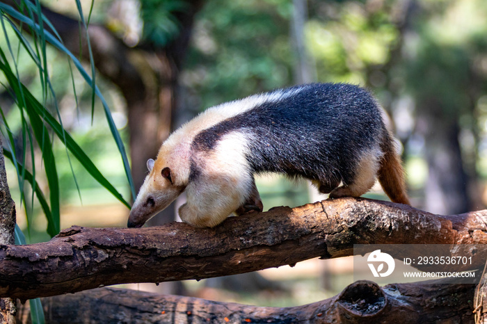 A rare tamanduá-mirim (Tamandua tetradactyla) walking on the tree trunk. Selective focus