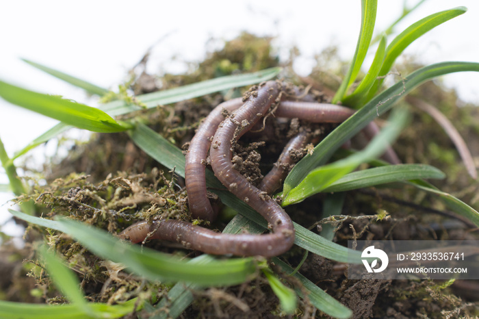 earth worms and soil pictured in stidio