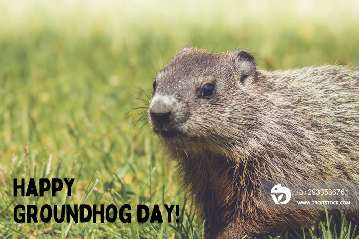 Young Groundhog kit, Marmota monax, walking in grass in springtime, with Happy Groundhog Day text