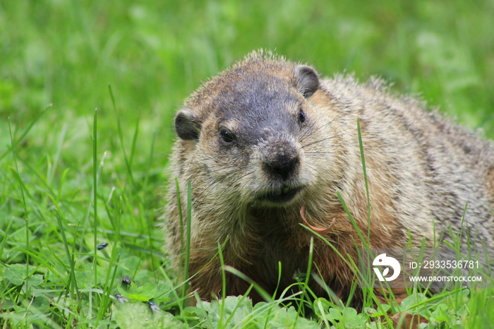 The Ground Hog. The ground hog is an early indicator of Springtime.