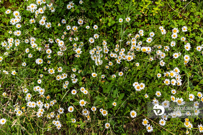 Les marguerites, vive les champs de fleurs