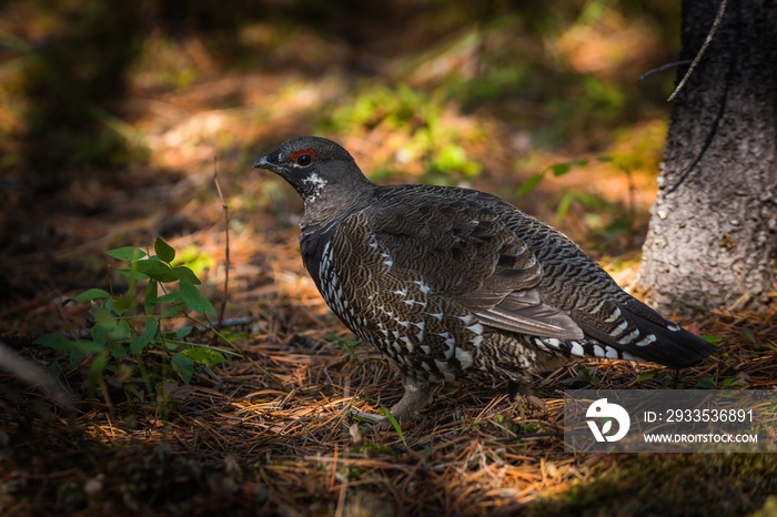 Spruce Grouse