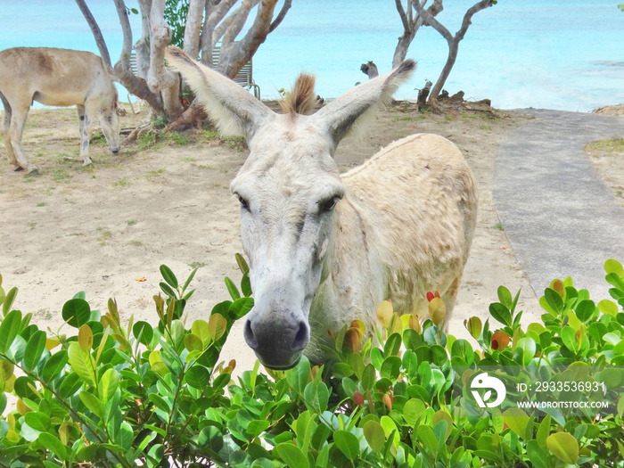 A donkey on the beach in St John overlooking the Caribbean Sea