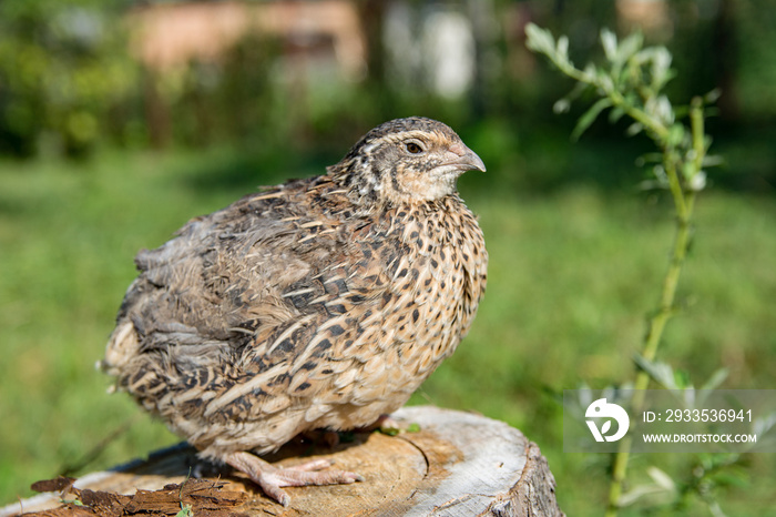 Quail living in free-range