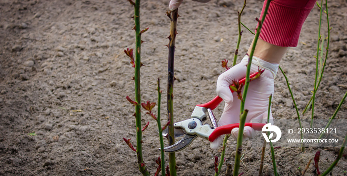 Close-up of gardeners in protective gloves with a garden pruner doing spring pruning of a rose bush.