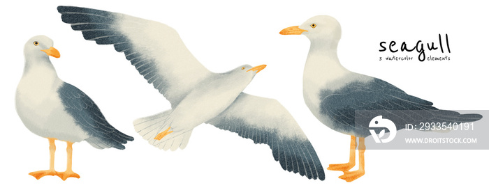 Seagull birds watercolor styles set