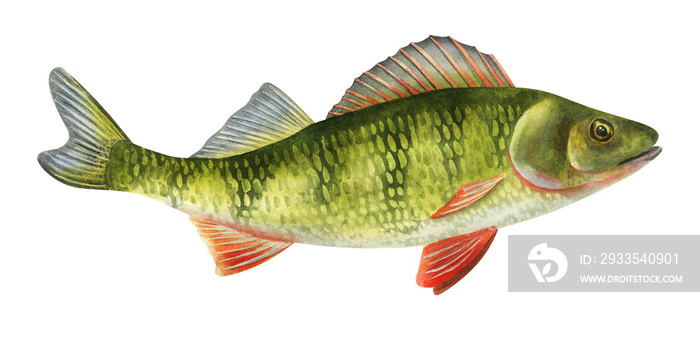 Perch fish.Handdrawn watercolor illustration with detailed drawing ideal for posters, printing on fisherman souvenirs, menus