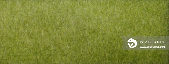 green grass background