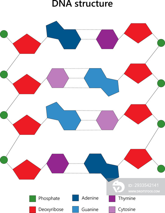 DNA structure. Ladder configuration.