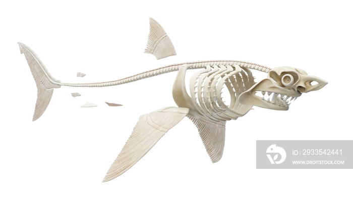 3D rendered illustration of a shark’s skeleton