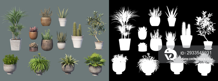 Various types of decorative plants and potted plants