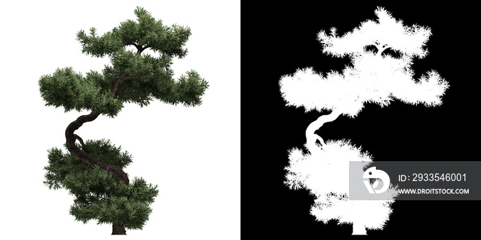 Left view of tree (Filifera Aureai) png with alpha channel to cutout 3D rendering