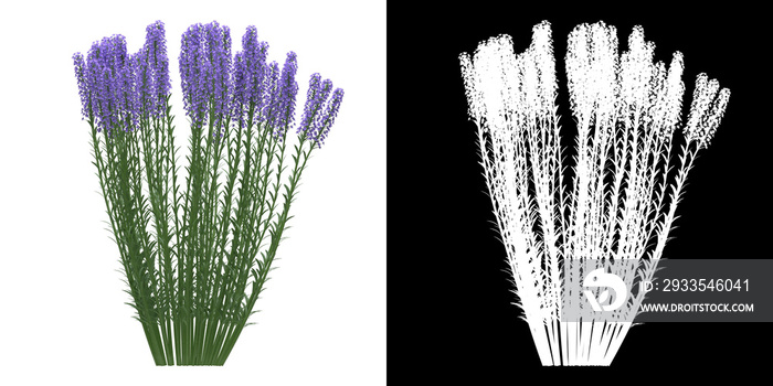 Left view of tree (Lavandula Angustifolia) png with alpha channel to cutout 3D rendering