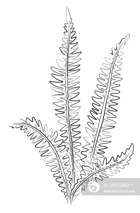 Line drawing fern plant black sketch. Exotic plant with leaf one line illustration. Minimalist prints. Herb png