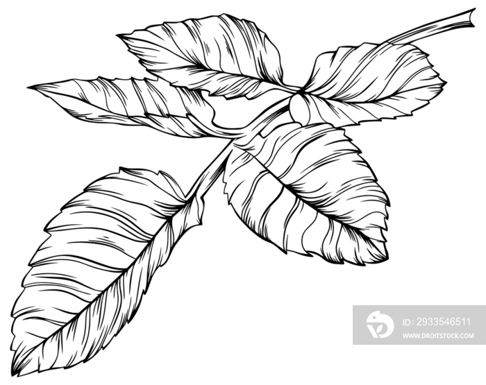 Rose leaves isolated on white. Hand drawn line pngillustration.